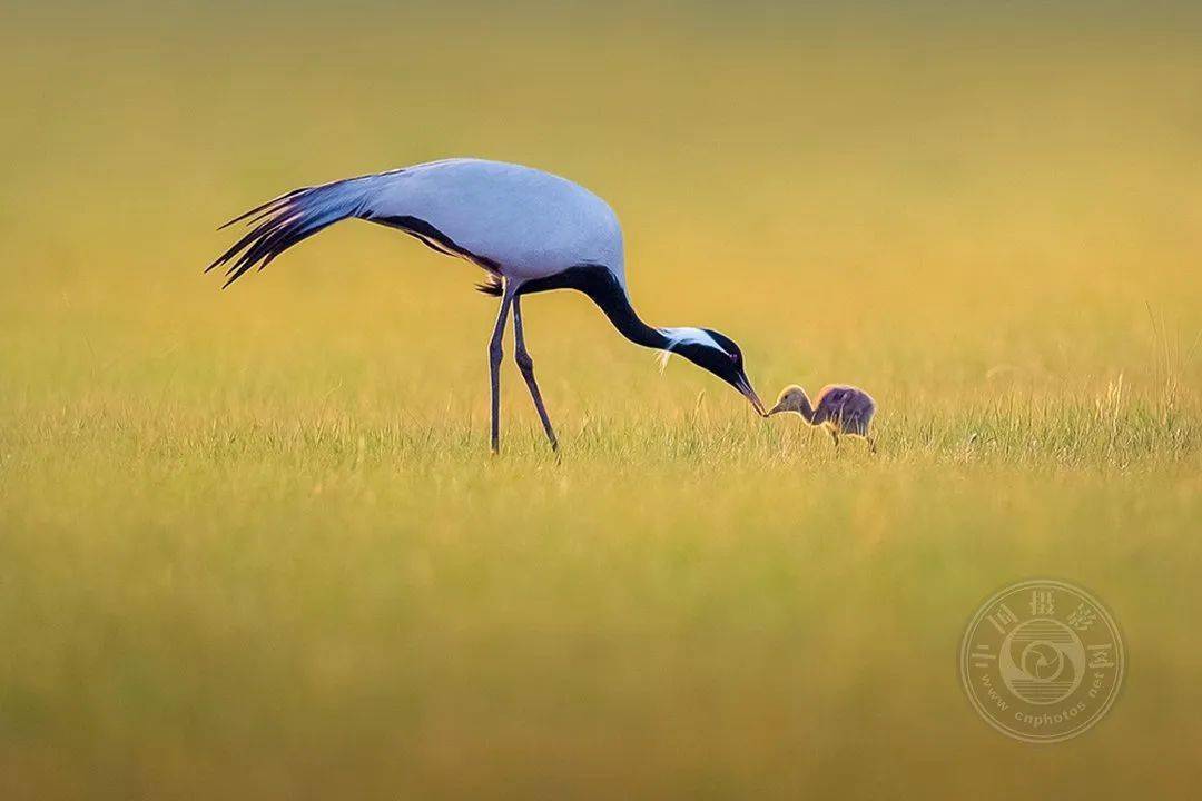 Ning在老鹰比赛中表现优异，比赛规则变更引发热议！开云体育APP